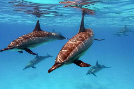 Dolphin Reef Sataya