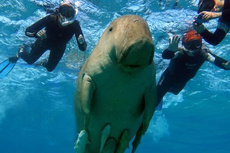 Marsa Mubarak Bay – coral reef, turtles and dugongs